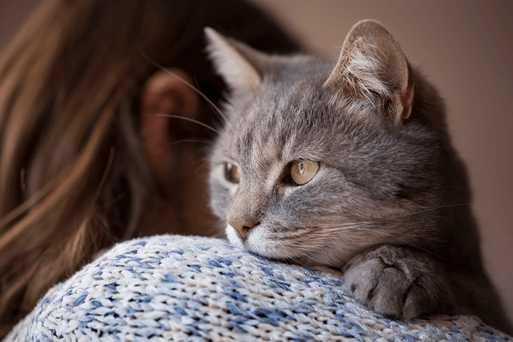 Purring Power: Do Cats Purrs Have the Ability to Heal?
