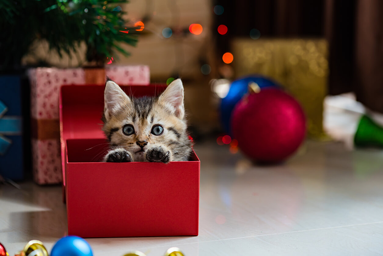 Cats As Gifts: Why You Should Give Serious Thought Beforehand