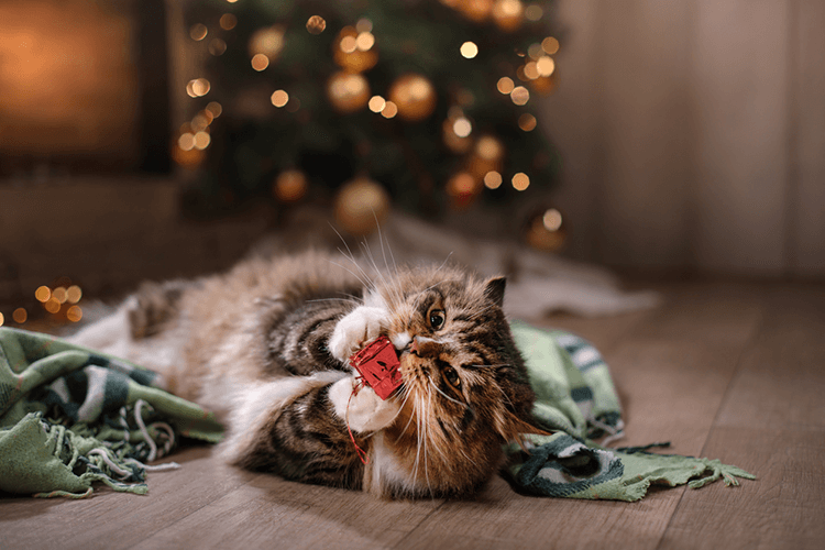 Popular Gifts That Are Bad for Cats