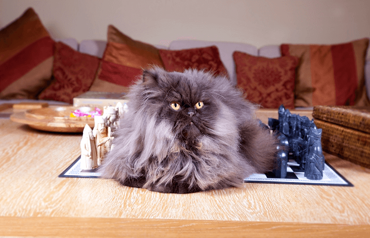 5 Games for Cat Lovers