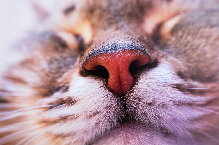 5 Smells Cats Hate vs. Smells Cats Like