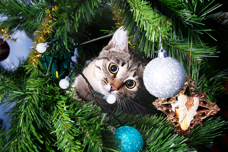 Your Feline-Friendly Christmas Tree Guide
