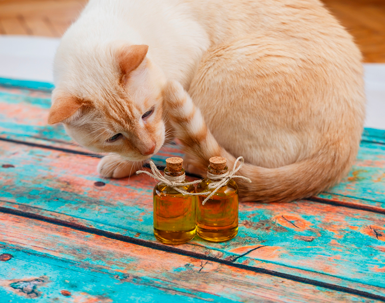 Why Essential Oils Are Bad For Your Cat