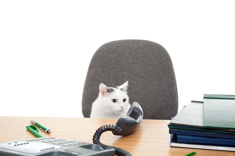 Why Every Office Needs A Cat - CatGazette
