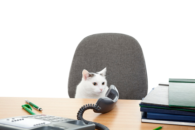 Why Every Office Needs A Cat CatGazette