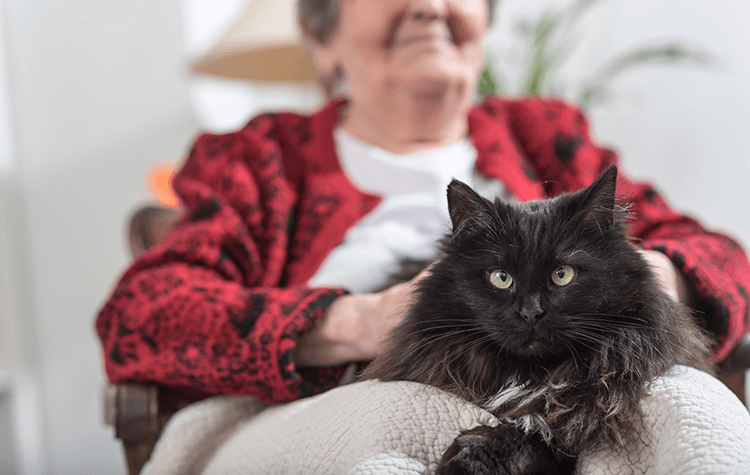 5 Ways to Make Your Older Cat Comfortable At Home
