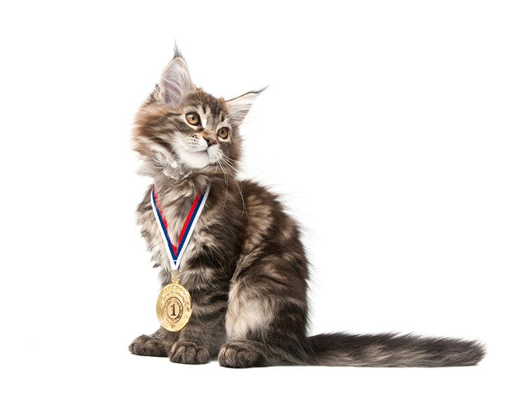 A Cat Lover’s Guide to the 2018 Winter Olympics