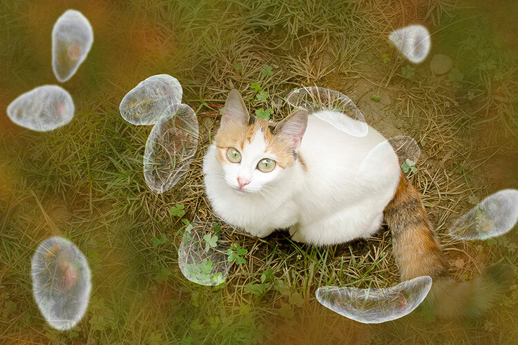 Toxoplasma Gondii: No, Your Cat Isn’t Making You Crazy