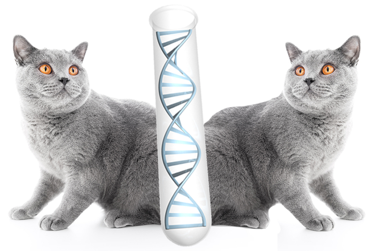 Cloning pets is a real thing now. Should we applaud, or be appalled?