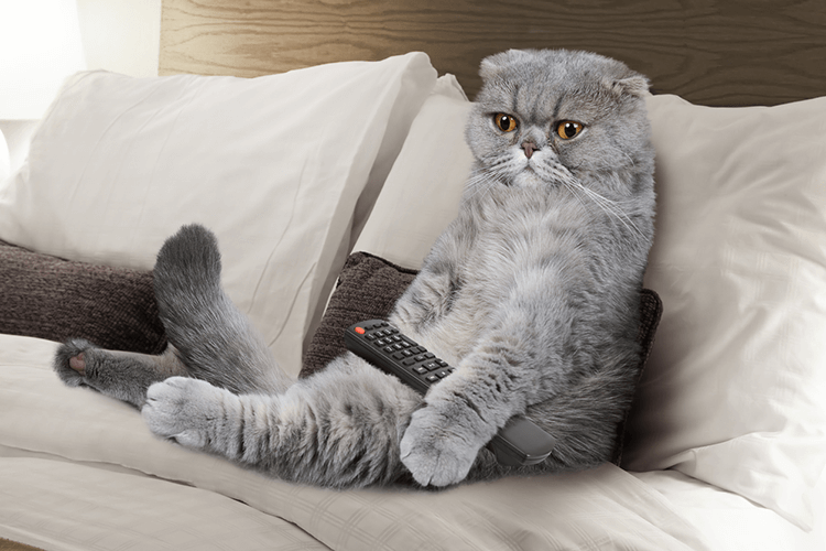 Netflix & Chill: Shows For And About Cats