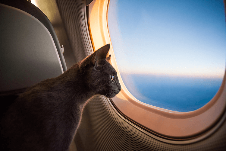 Must-See Travel Destinations For Cat Lovers