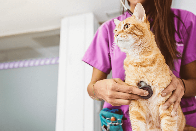 How to Recognize FeLV in Cats And What to Do Next