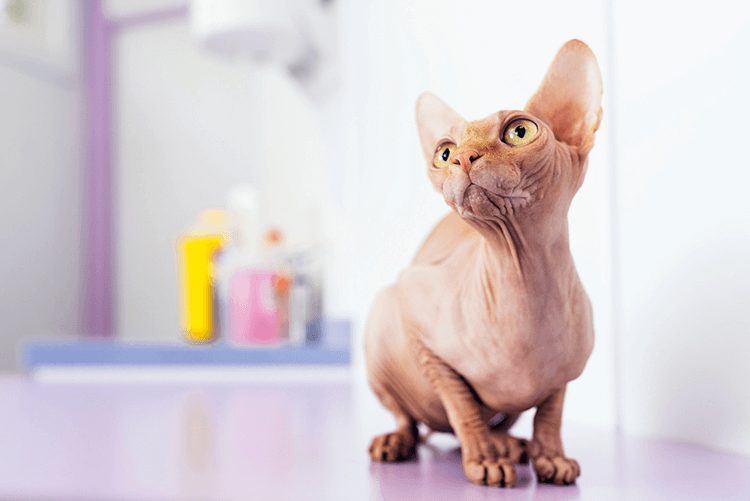 Do Hypoallergenic Cats Exist?