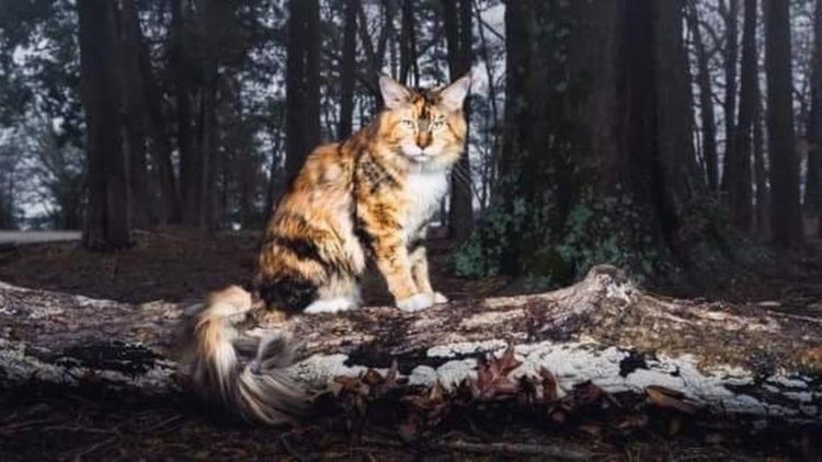 What’s A Chimera? Thanks To A Genetic Anomaly, An Extremely Rare Fertile Male Calico Is Born