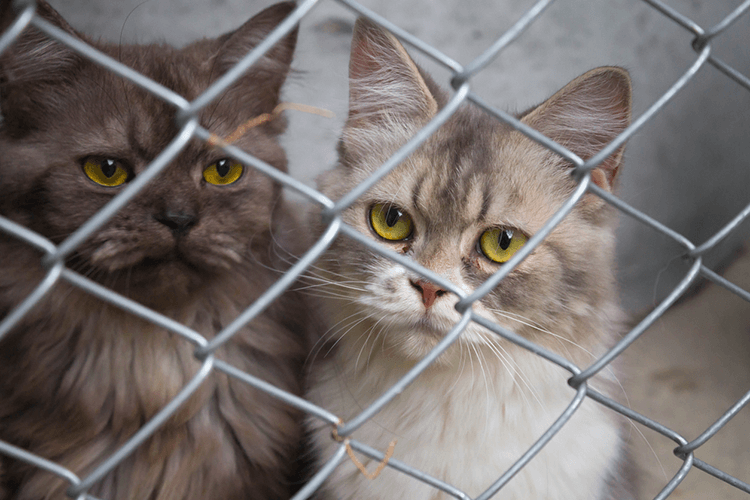 The Future of Animal Shelters