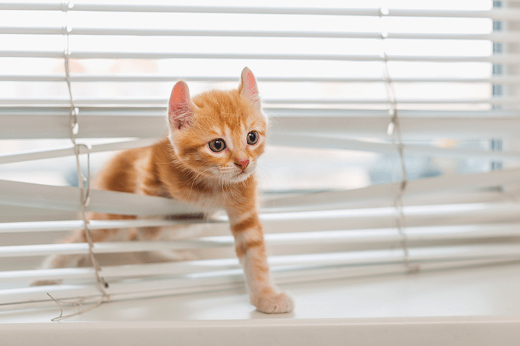 Tips to Keep Your Cat from Destroying Your Apartment
