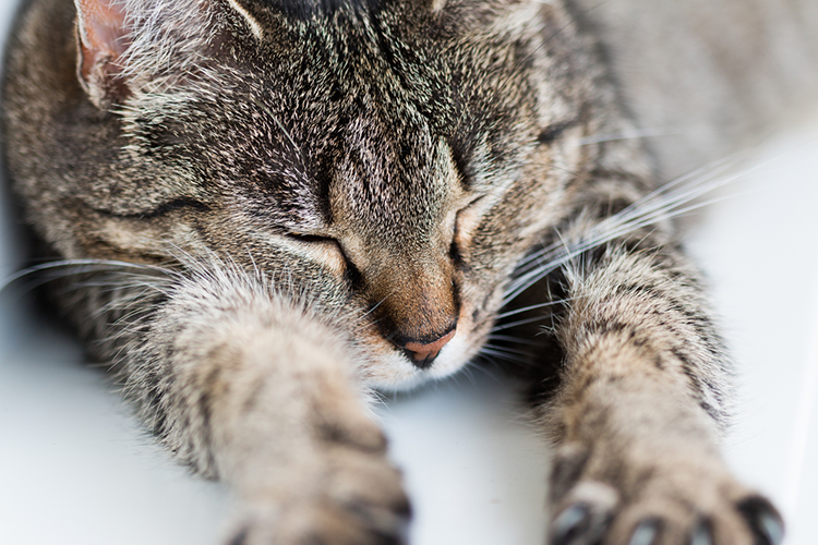 Adopting A Senior Cat: Everything You Need To Know