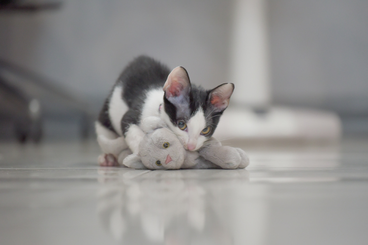 cute grey cat play hunter with kitten doll as victim lay on floor