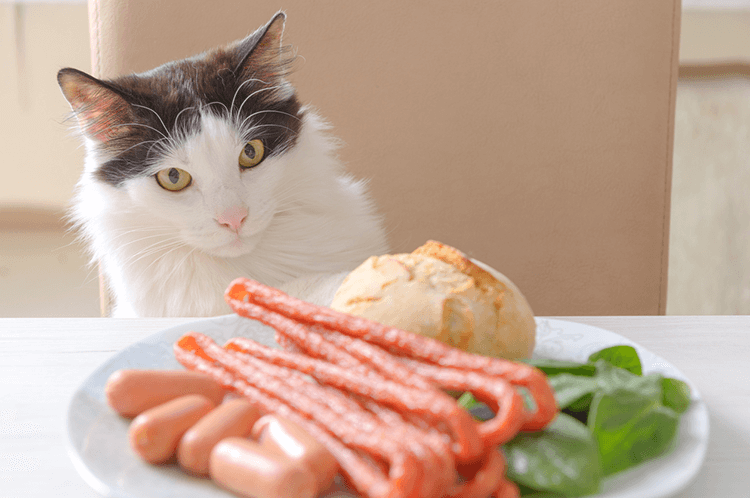 Can Cats Go Vegan? Veterinarians Say No.