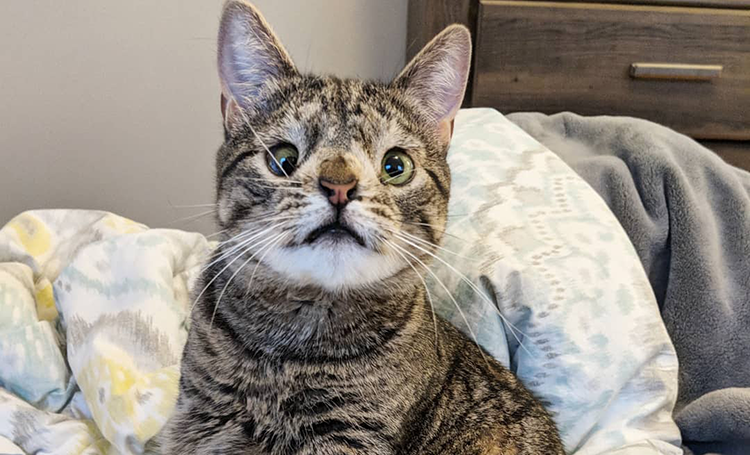 Meet Maya, a Special Kitty with a Special Story