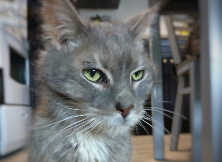 The cat who quacked: Ducky the senior cat had a lot of love to give before he said goodbye