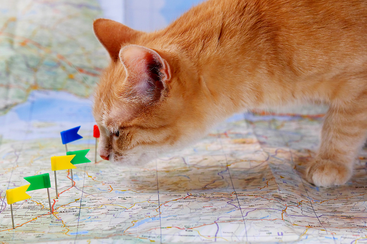 The Top Cat-Loving Countries Around the World