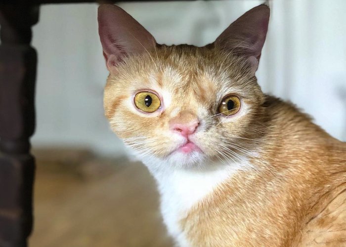 Meet Smush: A Brave Little Kitty