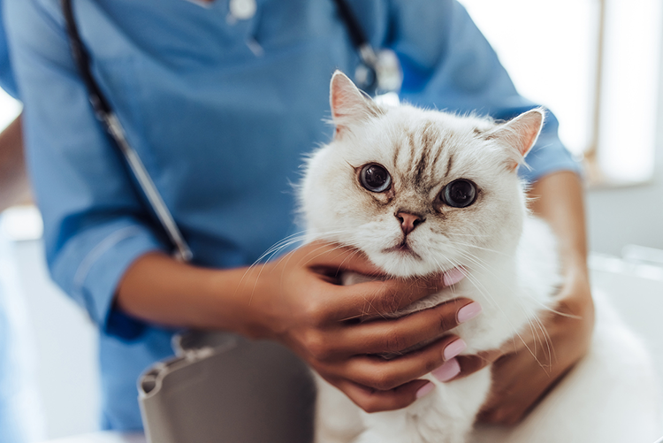 Five Ways To Keep Your Veterinarian Purring