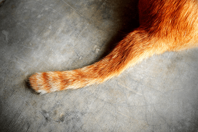 Tail Injuries in Cats: Never Catch a Cat by the Tail
