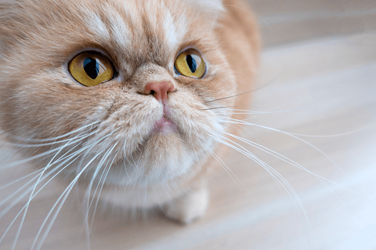 Anxiety in cats: Five sources of stress and how to manage them