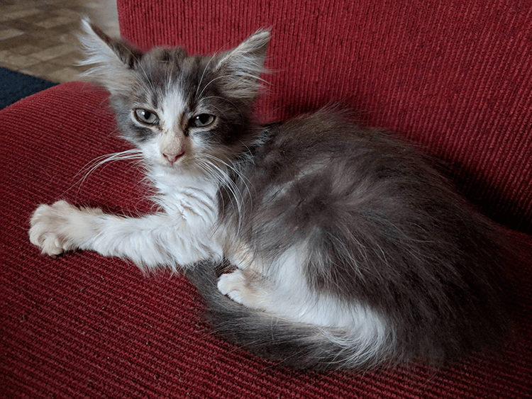 Little Biscuit: The story of a kitten who thrived despite a rough start to life