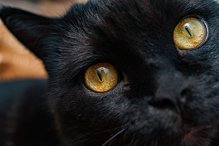5 Scary Movies For Cat Lovers