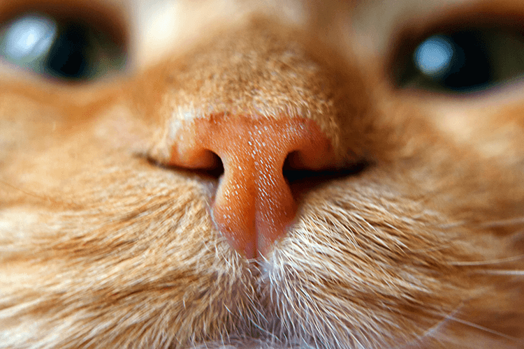 What Your Cat’s Nose is Trying to Tell You