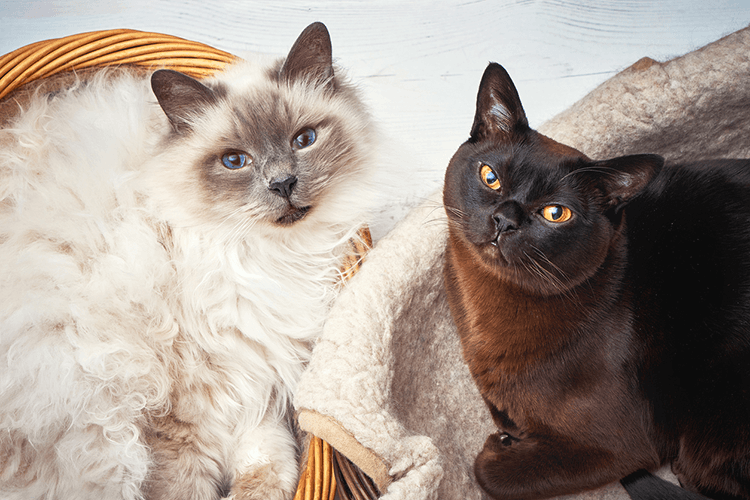 Should You Get Your Cat a Friend, or Does He Like to be Alone?