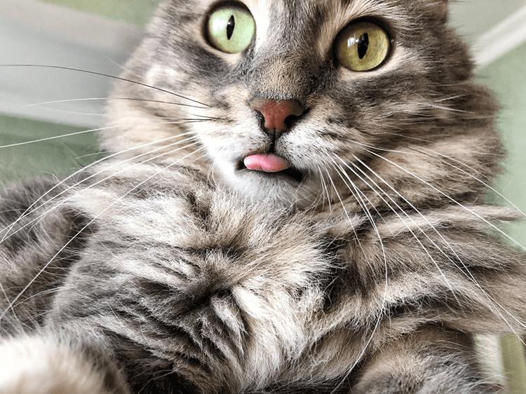 What Makes A Cat’s Tongue So Rough?