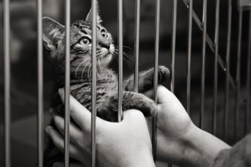 4 Animal Charities That Are the Cat's Meow