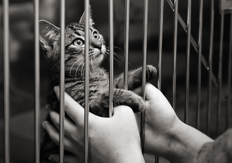 4 Animal Charities That Are the Cat's Meow