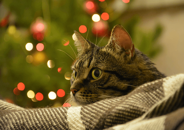 How To Keep Your Cat Comfortable During A Holiday Party