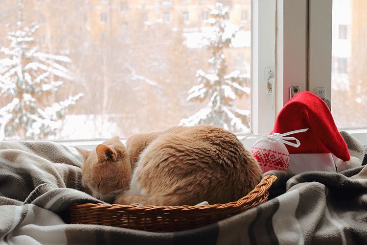 5 Ways to Keep Your Cat Happy and Entertained This Winter