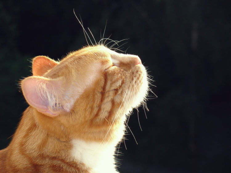 The Air Down There:  How Air Quality Affects Your Cat