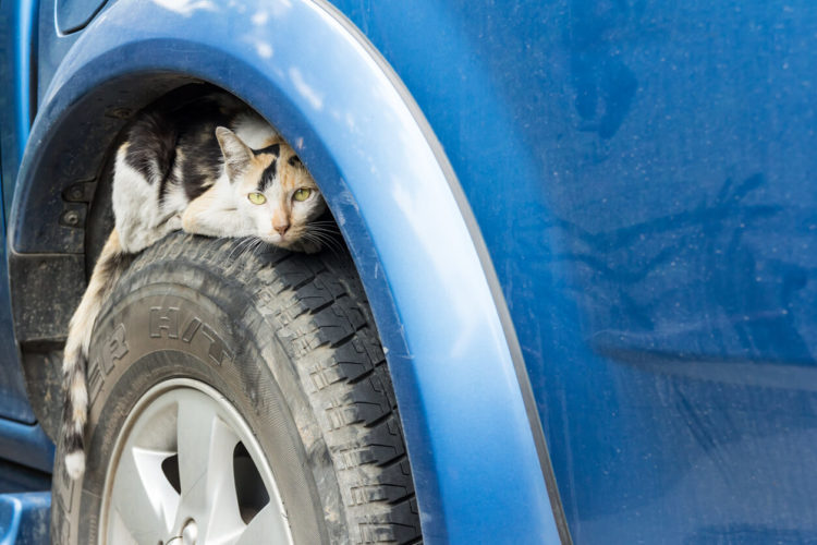 Cats, Cold and Cars: How Car Engines Can Claim Your Cat’s Life In The Winter