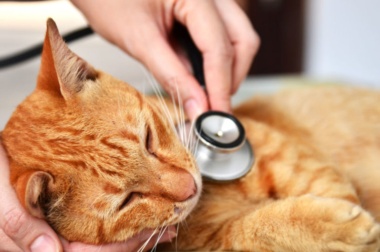 Rare Diseases In Cats