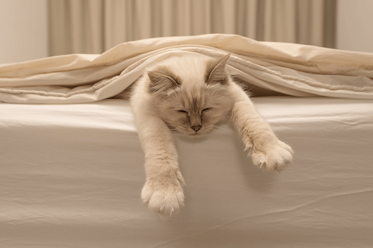 Is Your Cat Sleeping Too Much? Winter Could Be The Cause