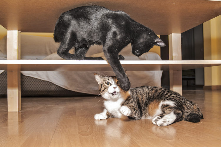 Tabby cat and bombay kitten struggling