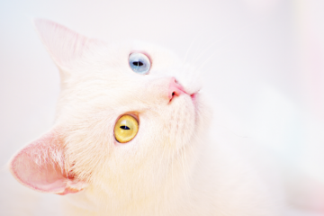 White cat with two-toned eyes looking up at camera