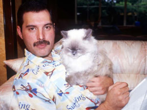 Freddie Mercury: Forever in Our Cat Loving Hearts