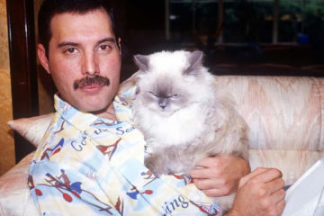 Freddie Mercury: Forever in Our Cat Loving Hearts