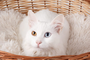 Deaf Cats: How to Help Them Thrive in Your Home