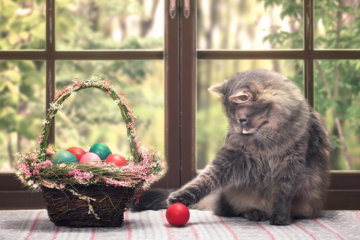 4 Ways to Celebrate Easter with Your Cat