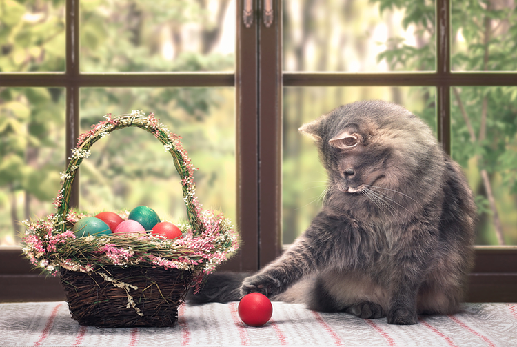 4 Ways to Celebrate Easter with Your Cat